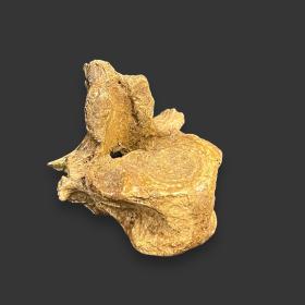 Fossilised Cave Bear Vertebrae