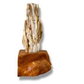 Rare Agatized Fossil in Petrified Wood