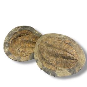 Fossil Trilobite Specimen