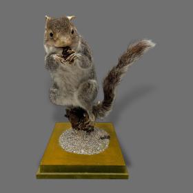 Naturalistic Taxidermy Grey Squirrel